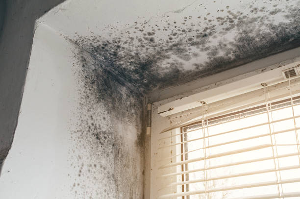 Affordable Mold Cleanup solutions in Wake, VA